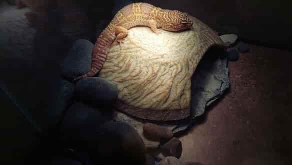Leopard gecko tank