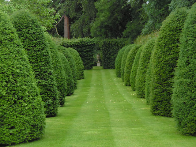 topiary z cisa, taxus