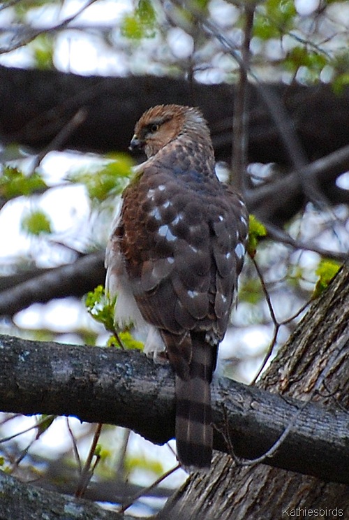3. Juv Red-shouldered-kab