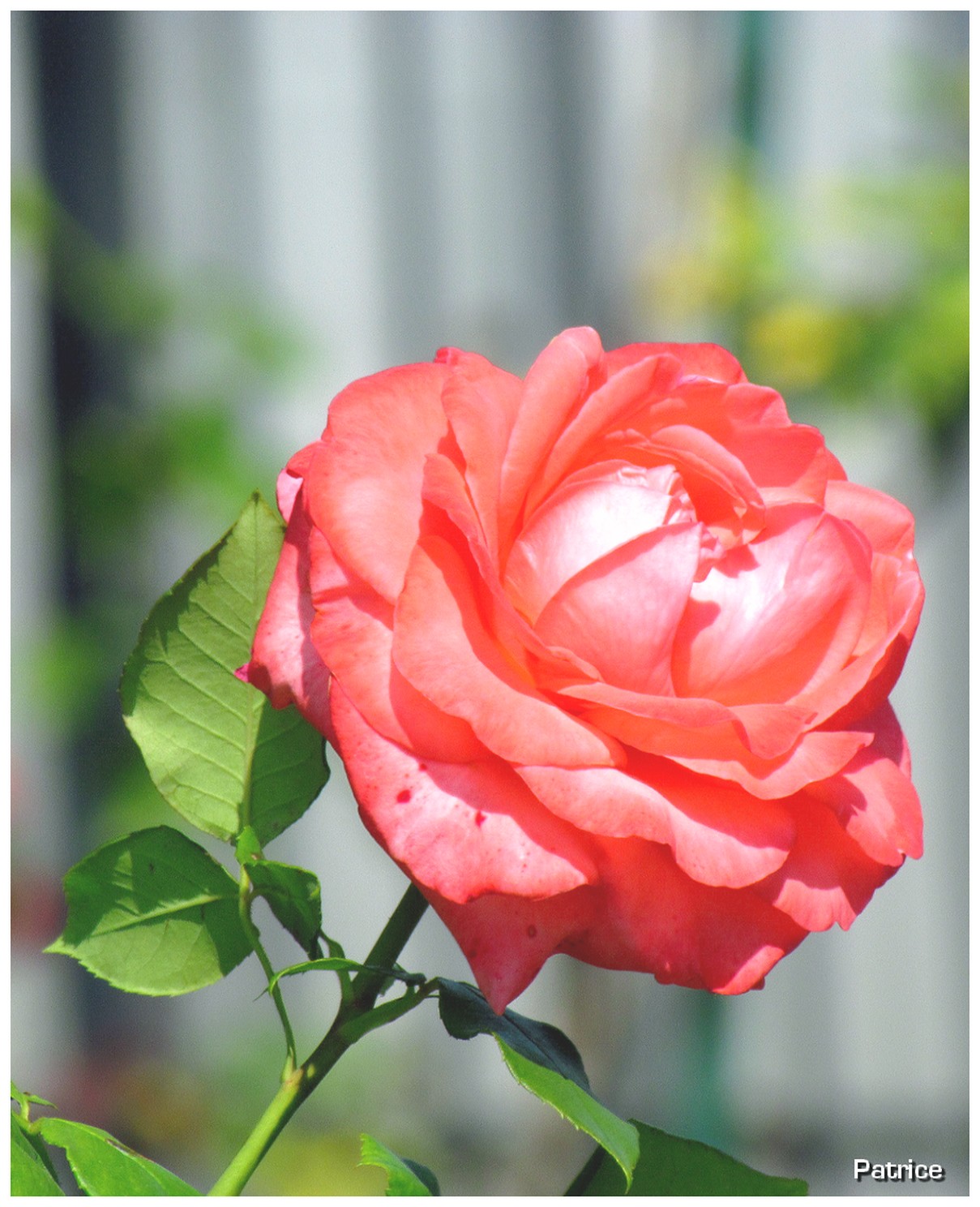 Blog Photos de  Patrice Roses  et fleurs  divers du jardin  