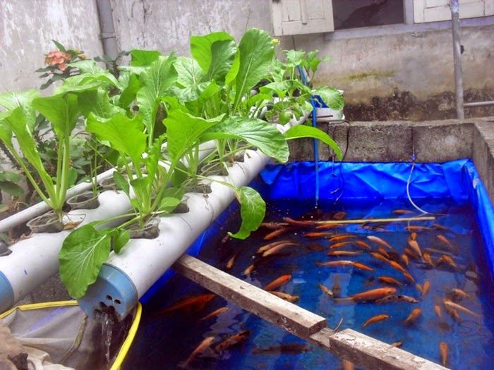 Bio Filter Kolam Ikan Hias ~ Informasi Dunia Air