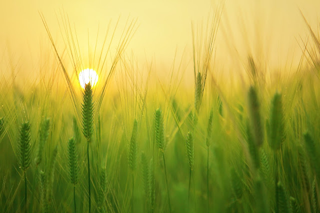 Wheat,allergy,poison,food,