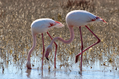 Grutte Flamingo - Flamingo - Phoenicopterus roseus