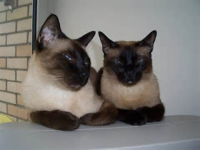 siamese cat names lady and the tramp