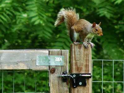 Secret Squirrel