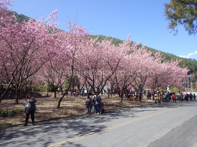 Wuling Farm cherry blossoms