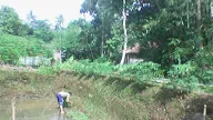 Rumah Bambu Diatas Kolam Ikan