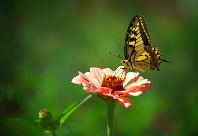 Mariposa recogiendo miel de las flores en primavera