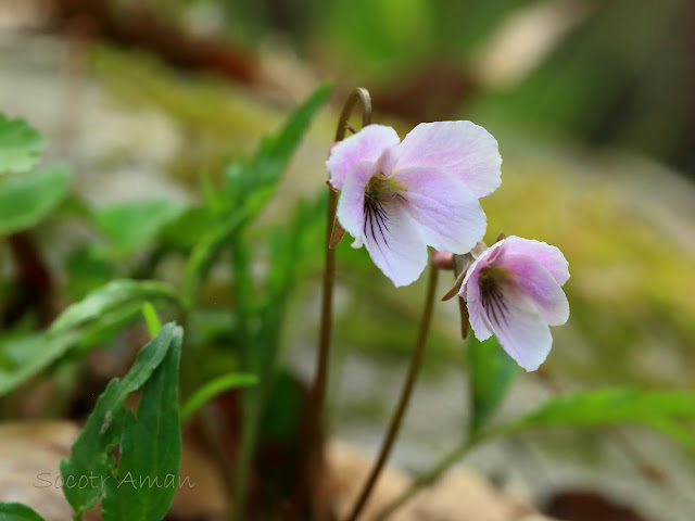 Viola eizanensis