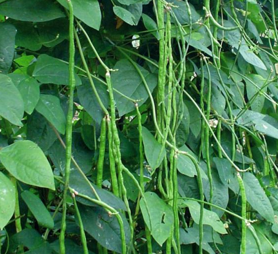 Cara Menanam Kacang Panjang yang Baik dan Benar by ...