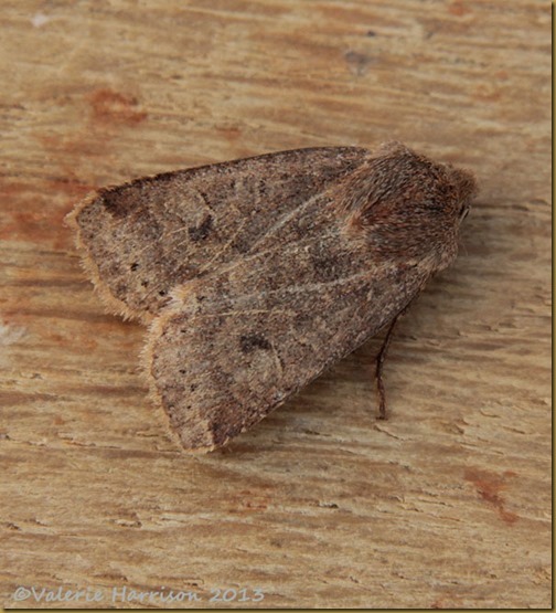 chestnut