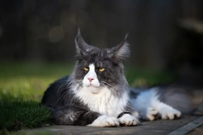 A Full Guide for Vets to Black Maine Coon Cat Breeds