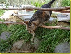 DSC00501