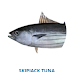 NO 44 :  SKIPJACK TUNA