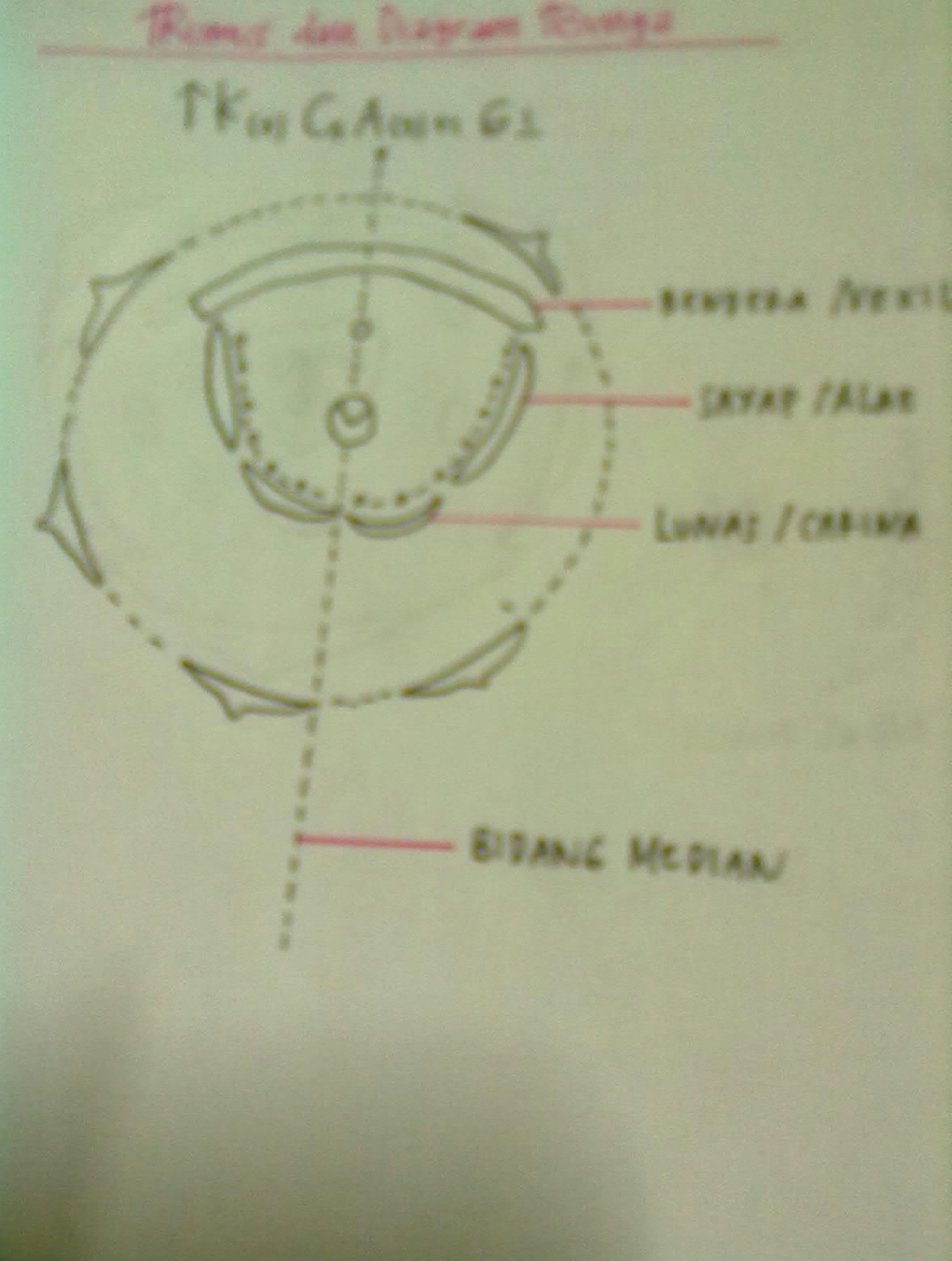 Gambar Diagram Bunga Kembang Sepatu - GAMBAR BUNGA