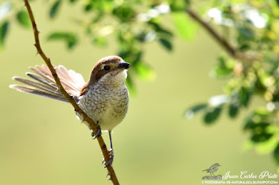 Hembra Alcaudón Dorsirrojo - Lanius Collurio (fotografia-de-naturaleza.blogspot.com)