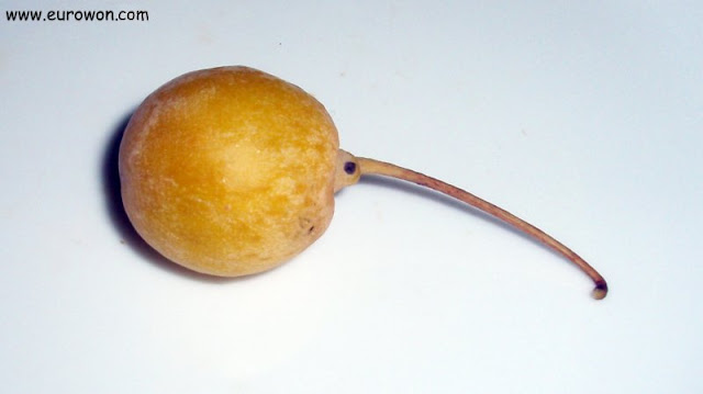 Fruto del ginkgo