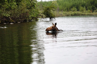 cow moose swimming, Red Lake, Ontario