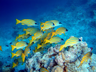 school of yellow fish