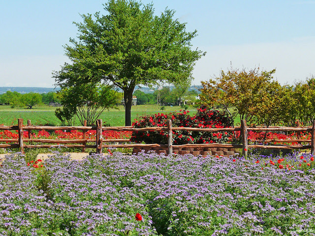 Artful Plantings! Purple Butterfly Bush, Red Poppies, Red Roses create living art... on a living canvas!