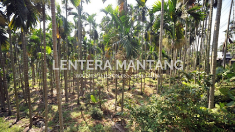 cara tanam pinang merah