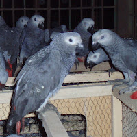 African Grey Birds