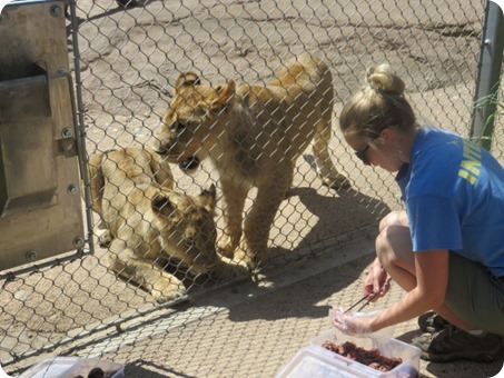 Lion Cubs at Cheyenne Mountain Zoo