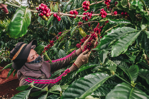 Nuti đầu tư vào nông trường cà phê Phước An