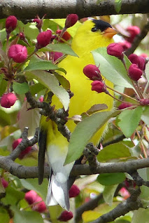 Chardonneret jaune - Carduelis tristis