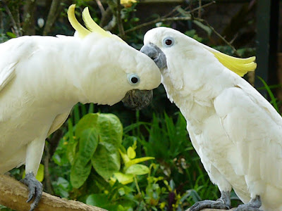 Burung kakatua jambul kuning