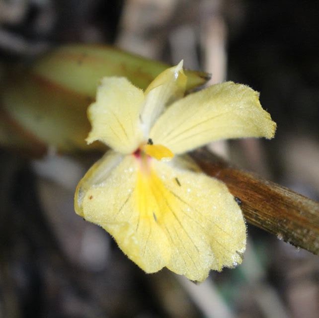 Дистихохламис Орлова (Distichochlamys orlowii)