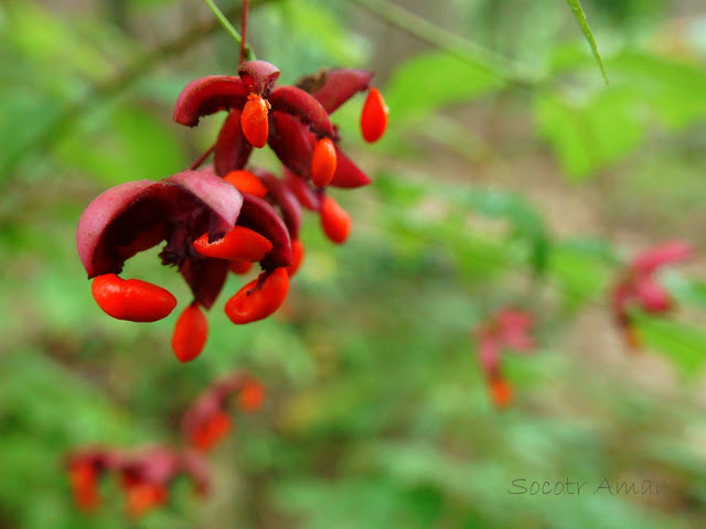 Euonymus oxyphyllus