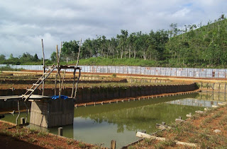 Ternak Ikan Hias Arwana Super Red Sistem Kolam Berteras