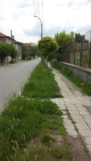 Overgrown Walkway, Lollipop, Styled, Tree, Yambol,