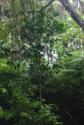 Australian kauri - Agathis robusta