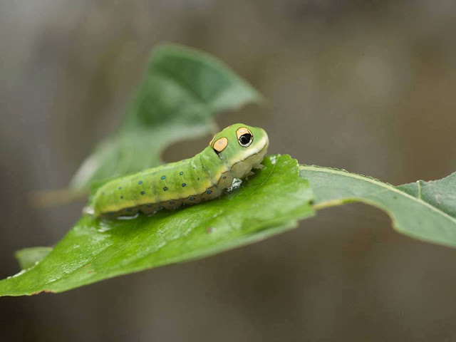 Spicebush Swallowtail Caterpillar