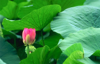 Gió trăng một sớm