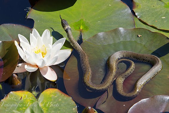 Barren-Ringelnatter (Natrix natrix helvetica) auf der Jagd