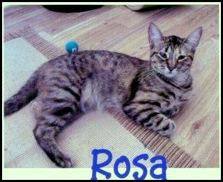 Rosa
