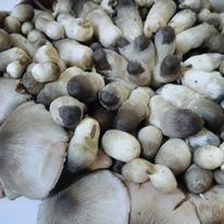Mushroom Spawn Supplier In Maroli