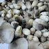 Mushroom Spawn Supplier In Maroli | Mushroom Spawn Manufacturer And Supplier In Maroli | Where To Find Mushroom Spawn In Maroli