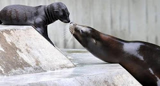 Foca madre e hijo