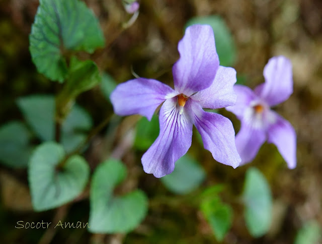 Viola grypoceras