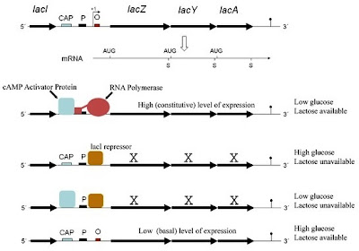 Mekanisme represi dan induksi pada lac operon