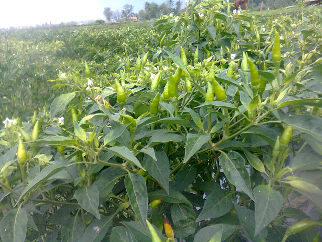 Cabe Rawit Jengki Ditanam di Sawah