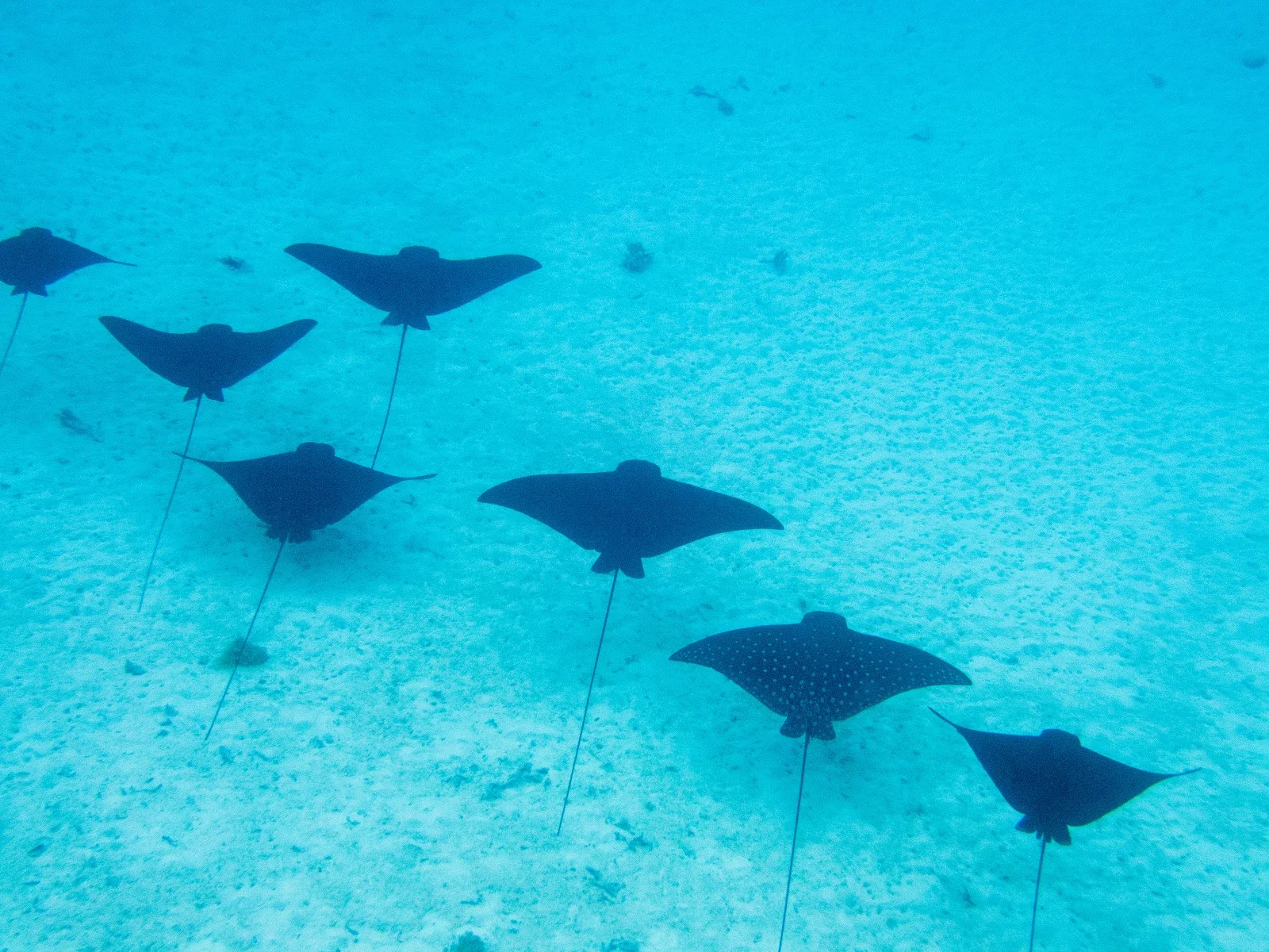 eagle rays