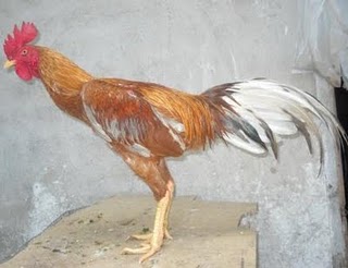 PASIR MAS BANTAM GAMES: AYAM BATANG KAKI UNTUK DIJUAL 