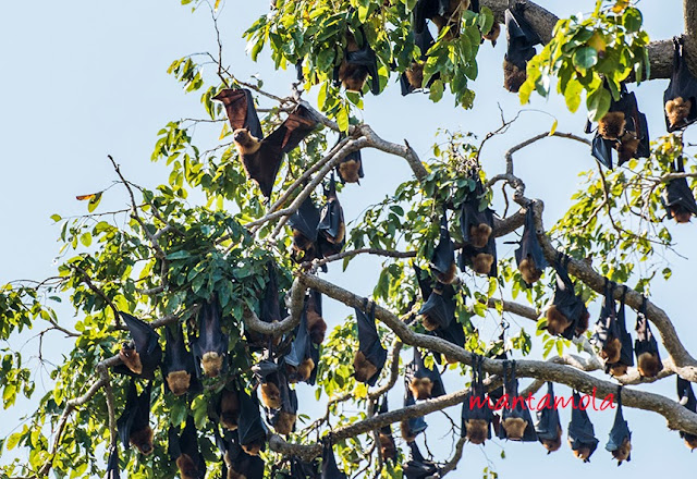 Flying Fox, Thailand