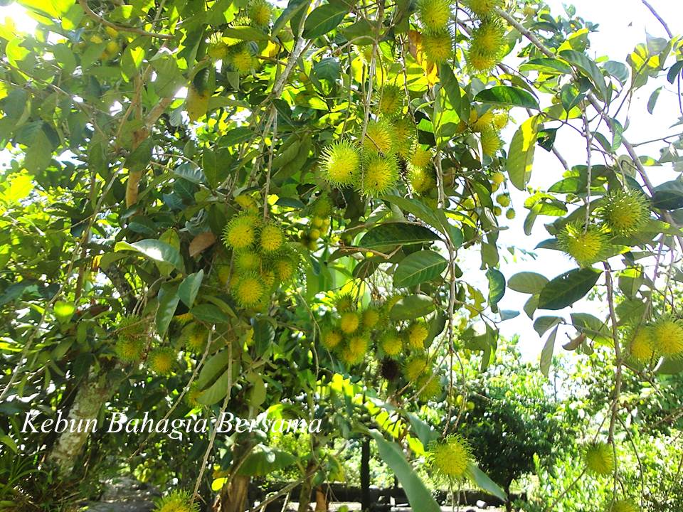 Kebun Bahagia Bersama Musim Buah Buahan End Nov