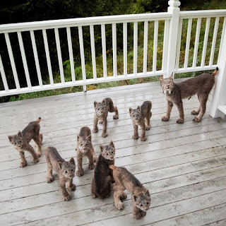 Hombre se despertó con un ruido extraño y no podría estar más sorprendido al ver a este grupo de felinos en la puerta de su hogar